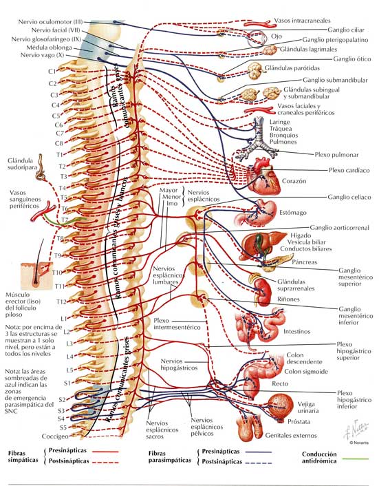 vertebras organos