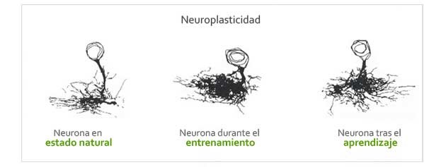 neuro2
