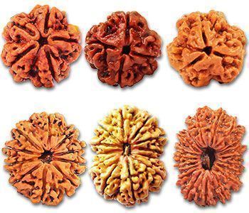rudrasha