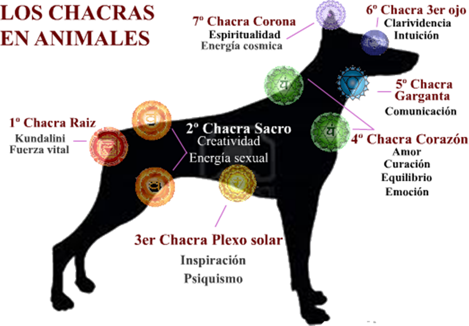 chakas animales