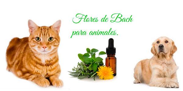 flores bach animales