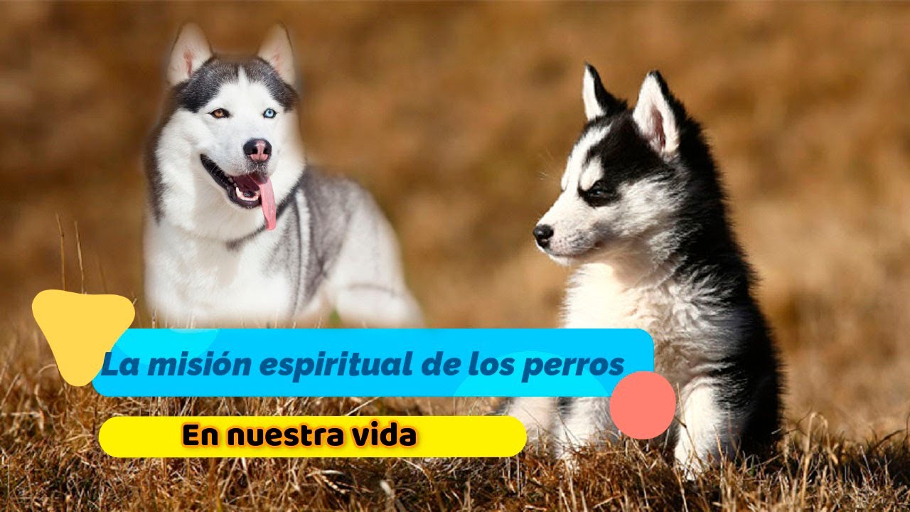 mision perro