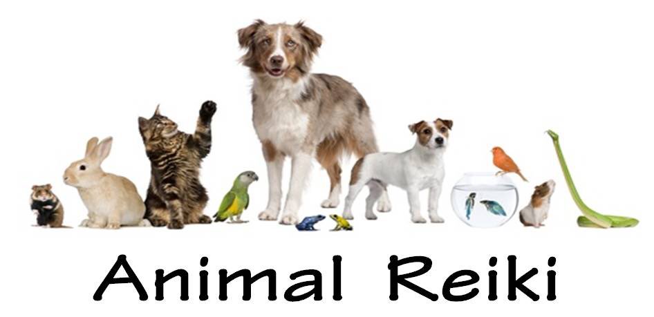 reiki animal