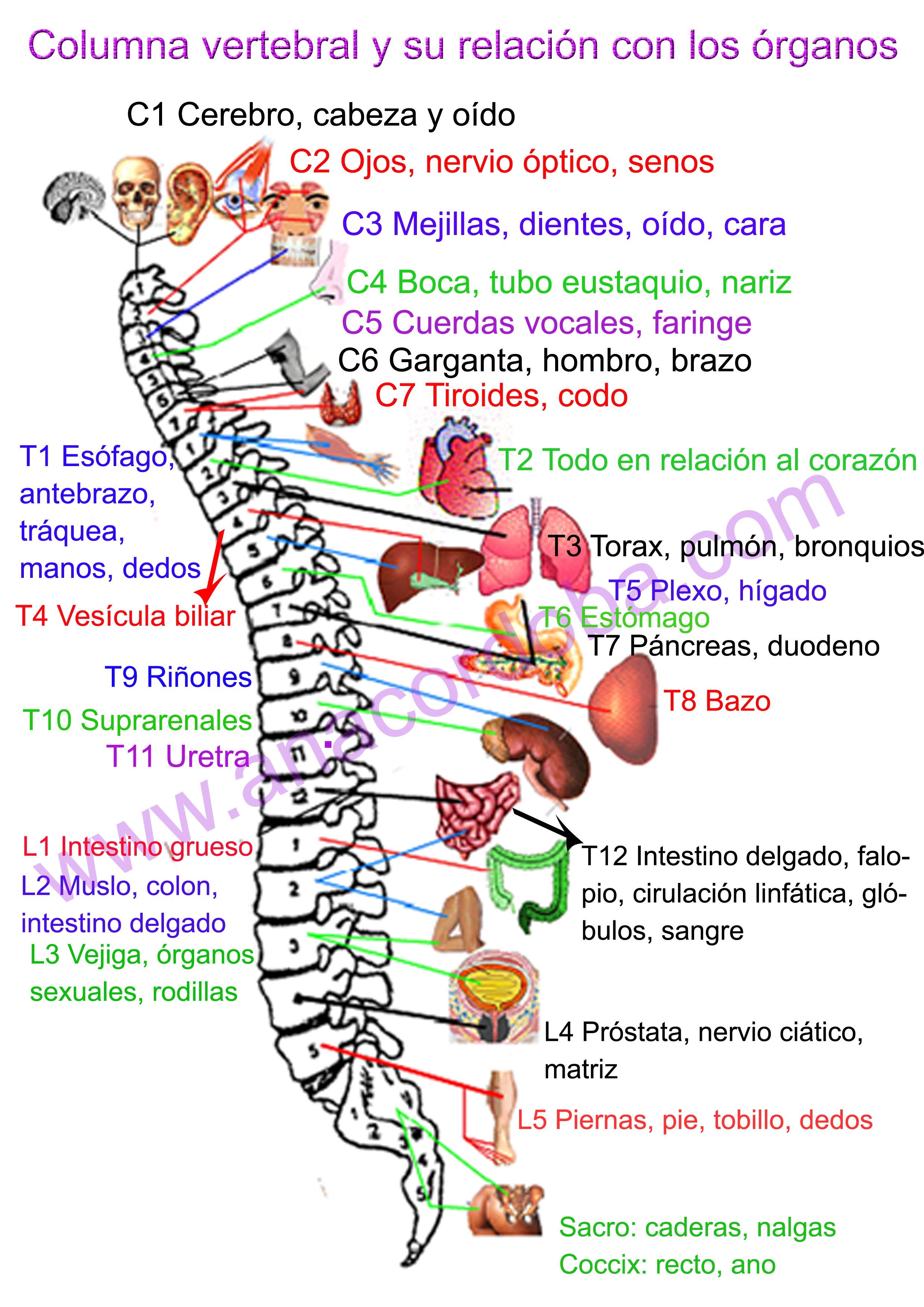 chacra columna organos