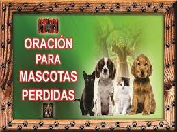 mascotas